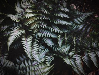 Close-up of pine tree