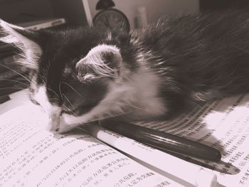 Close-up of cat on book