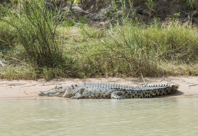 View of a turtle in the river