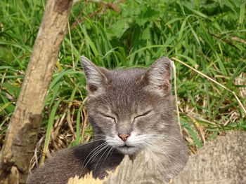 Close-up of cat