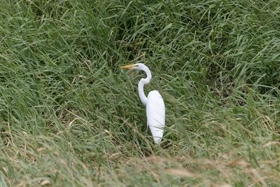 White bird on field