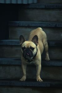 Portrait of dog relaxing on staircase