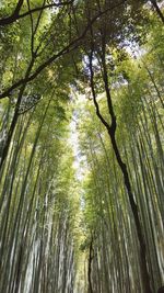 Low angle view of trees in forest