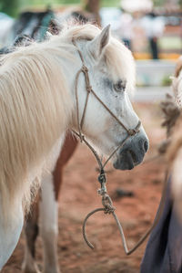 Close-up of a horse in the field