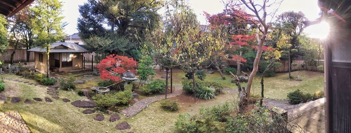 Plants and trees in garden