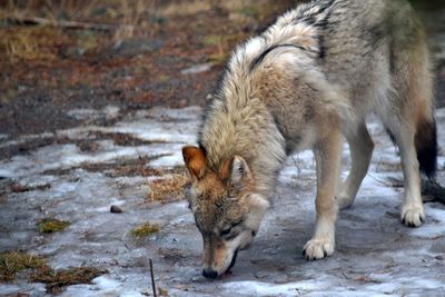 Wolf standing on snow field