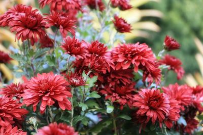 Close-up of red flowering plants