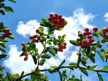 Low angle view of fruits on tree against sky