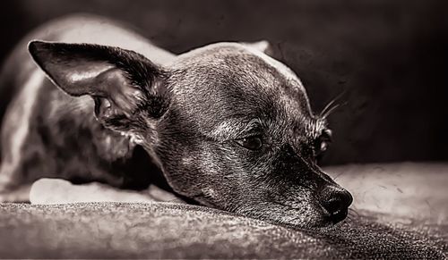 Close-up of a dog sleeping