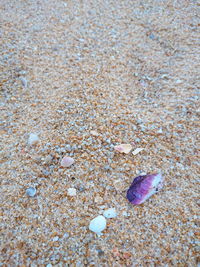 High angle view of shell on sand