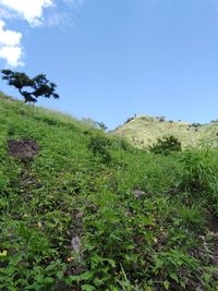 Scenic view of landscape against clear blue sky