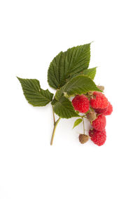 Close-up of red berries over white background