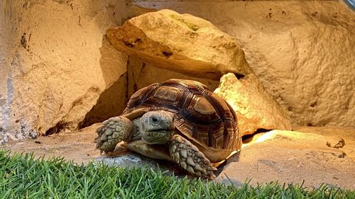 View of a turtle on rock