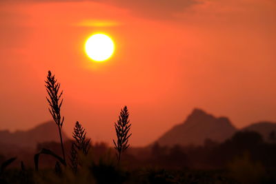 Silhouette of stalks against sunset sky