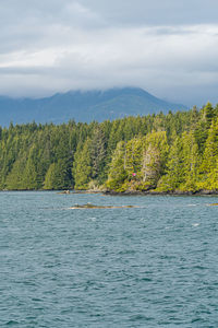 Scenic view of lake in forest against sky