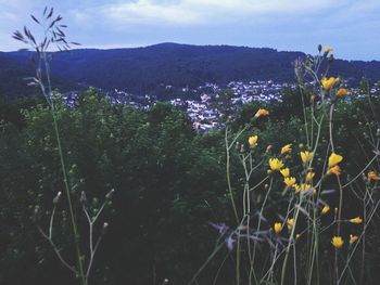 Close-up of plants growing on field against sky