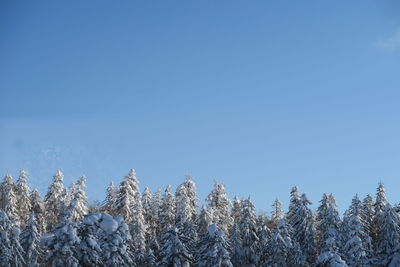 Low angle view of frozen plants against clear blue sky