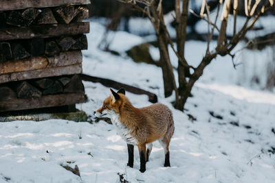 Red fox on snow covered field