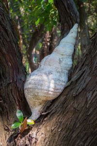 Close-up of tree trunk