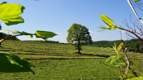 Scenic view of agricultural field against clear sky