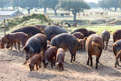 Flock of sheep on field