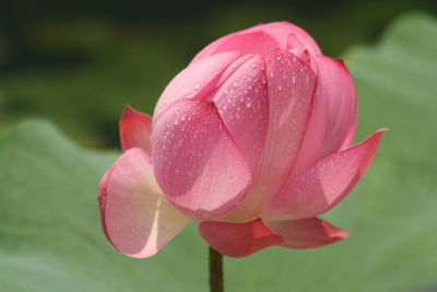 Close-up of pink lotus