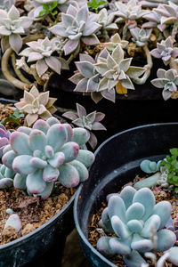 High angle view of potted plant