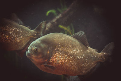 Close-up of fish swimming in sea