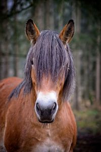 Close-up portrait of a horse