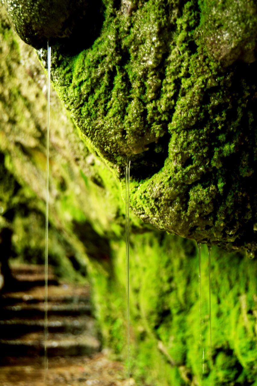 tree, green color, growth, nature, water, forest, tranquility, beauty in nature, plant, tranquil scene, lush foliage, selective focus, outdoors, green, day, no people, reflection, scenics, tree trunk, branch