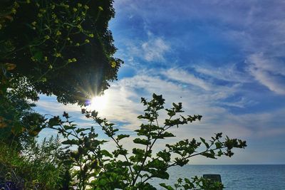 Sun shining through trees