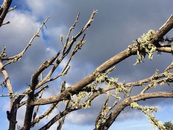 Low angle view of tree against sky