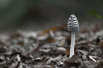 Close-up of mushroom on field