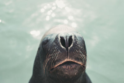 Close-up of sea lion swimming in sea