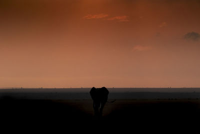 Silhouette of an elephant standing on field against sky during sunset