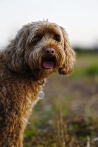 Close-up portrait of dog on field