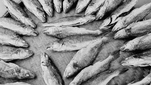 Extreme close up of leaf