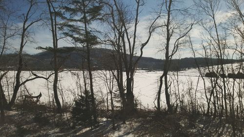 Bare trees in water