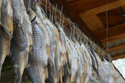 Close-up of fish for sale in market