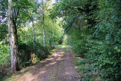 Road amidst trees in forest