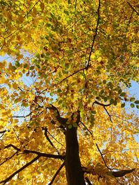 Low angle view of tree in autumn