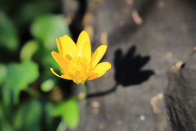 Close-up of yellow flower blooming outdoors