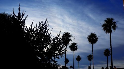 Low angle view of silhouette palm trees against sky