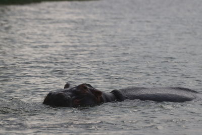 View of a hippopotamus in sea