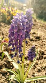 Close-up of purple flowers blooming outdoors