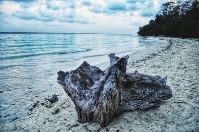 Driftwood on beach