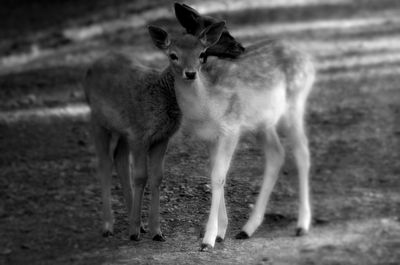 Deer standing on field