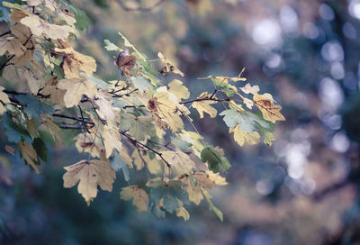 Close-up of cherry blossoms on branch