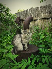 Cat sitting on plant