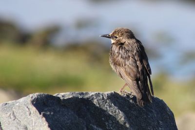 Close-up of bird perching on rock